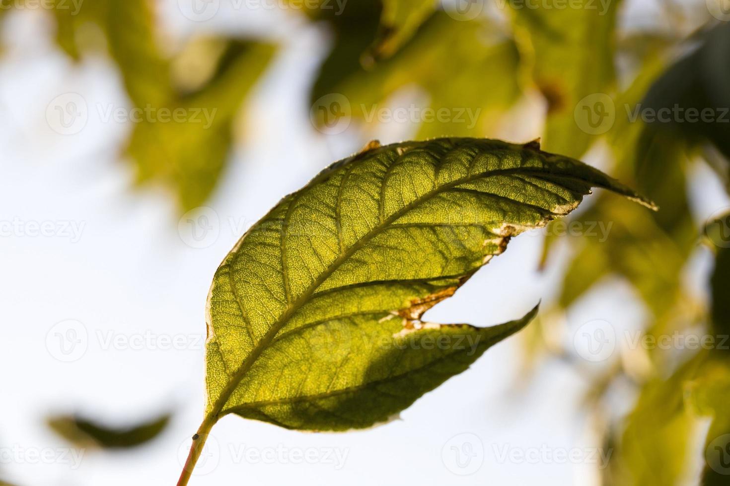 green foliage on the trees in early autumn photo