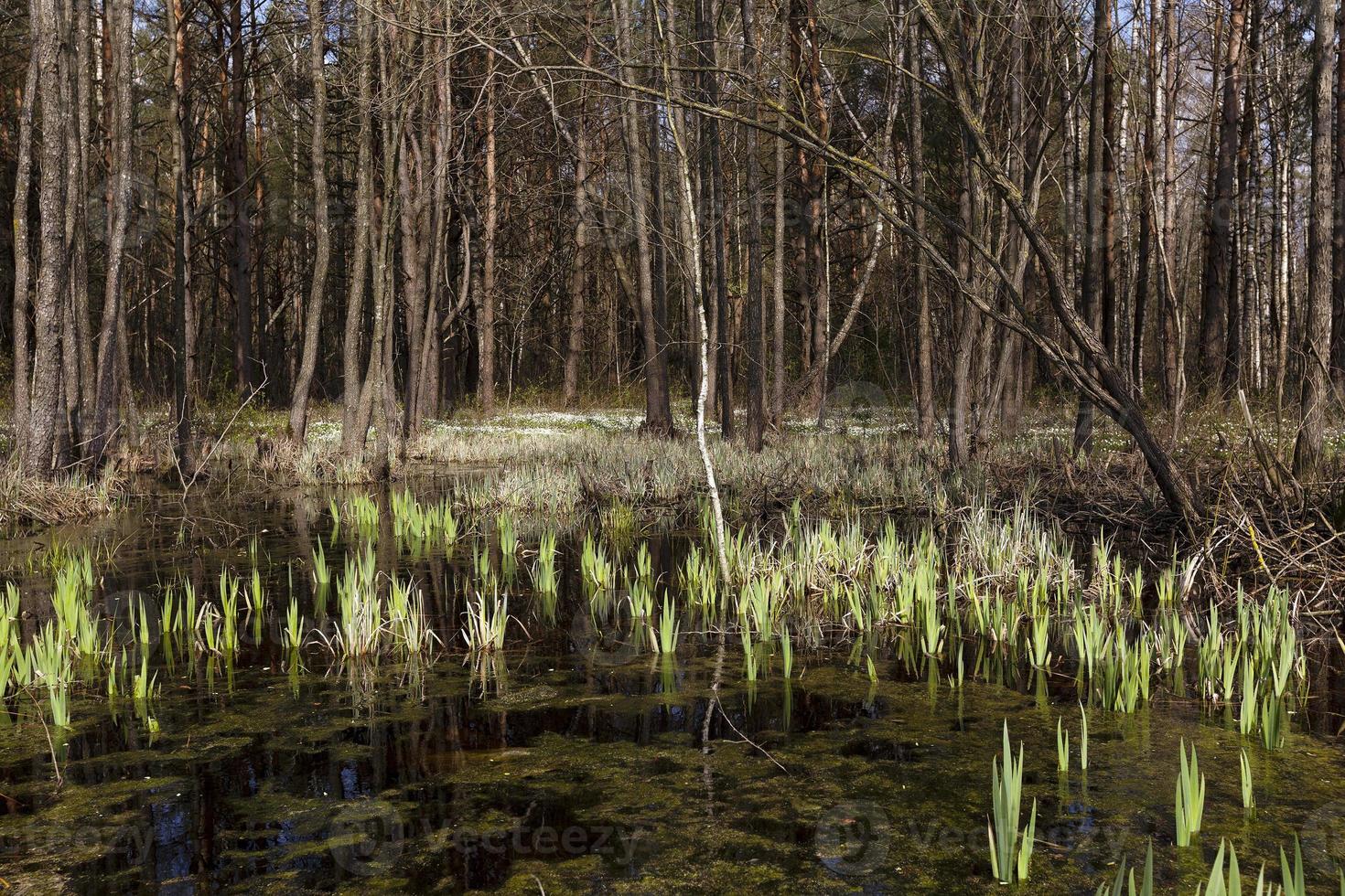 swamp spring , close-up photo