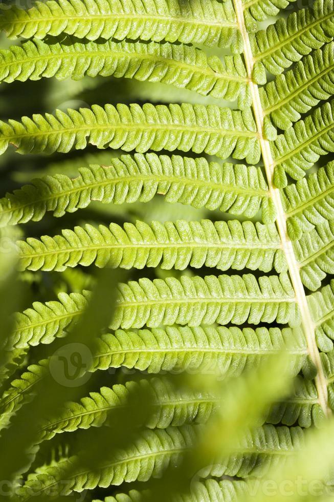 helecho verde, primer plano foto