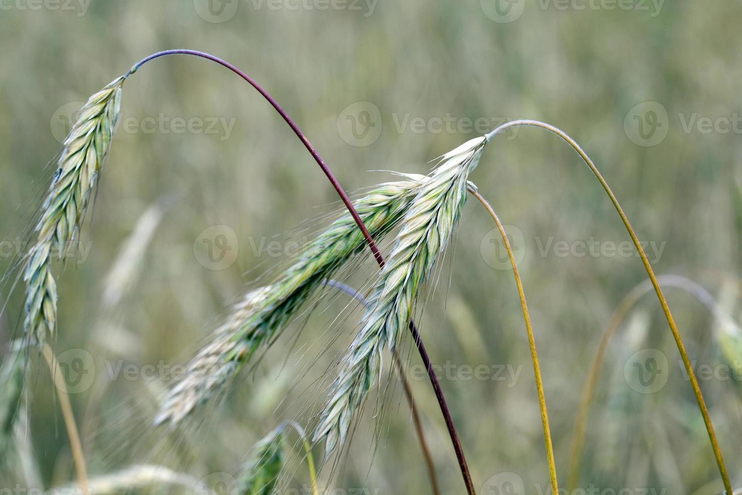 the field where cereals grow photo