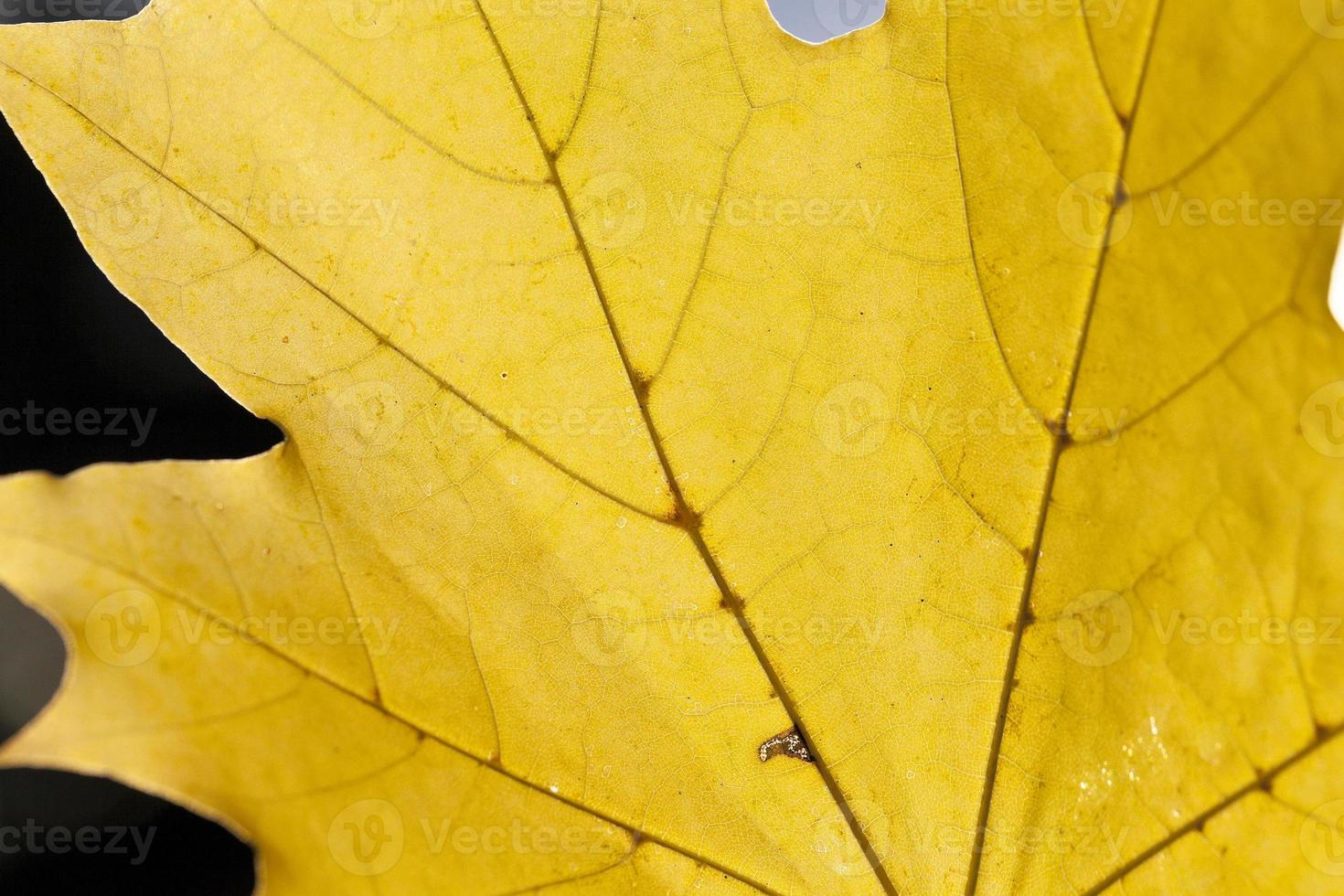 yellowed maple leaves photo