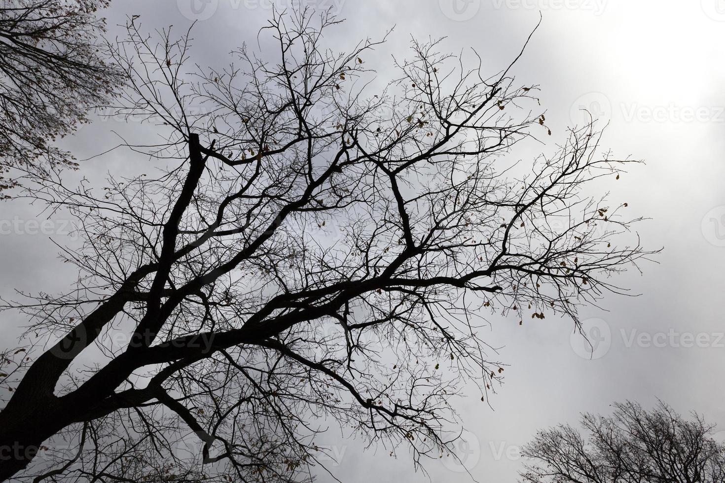 bosque oscuro, cielo foto