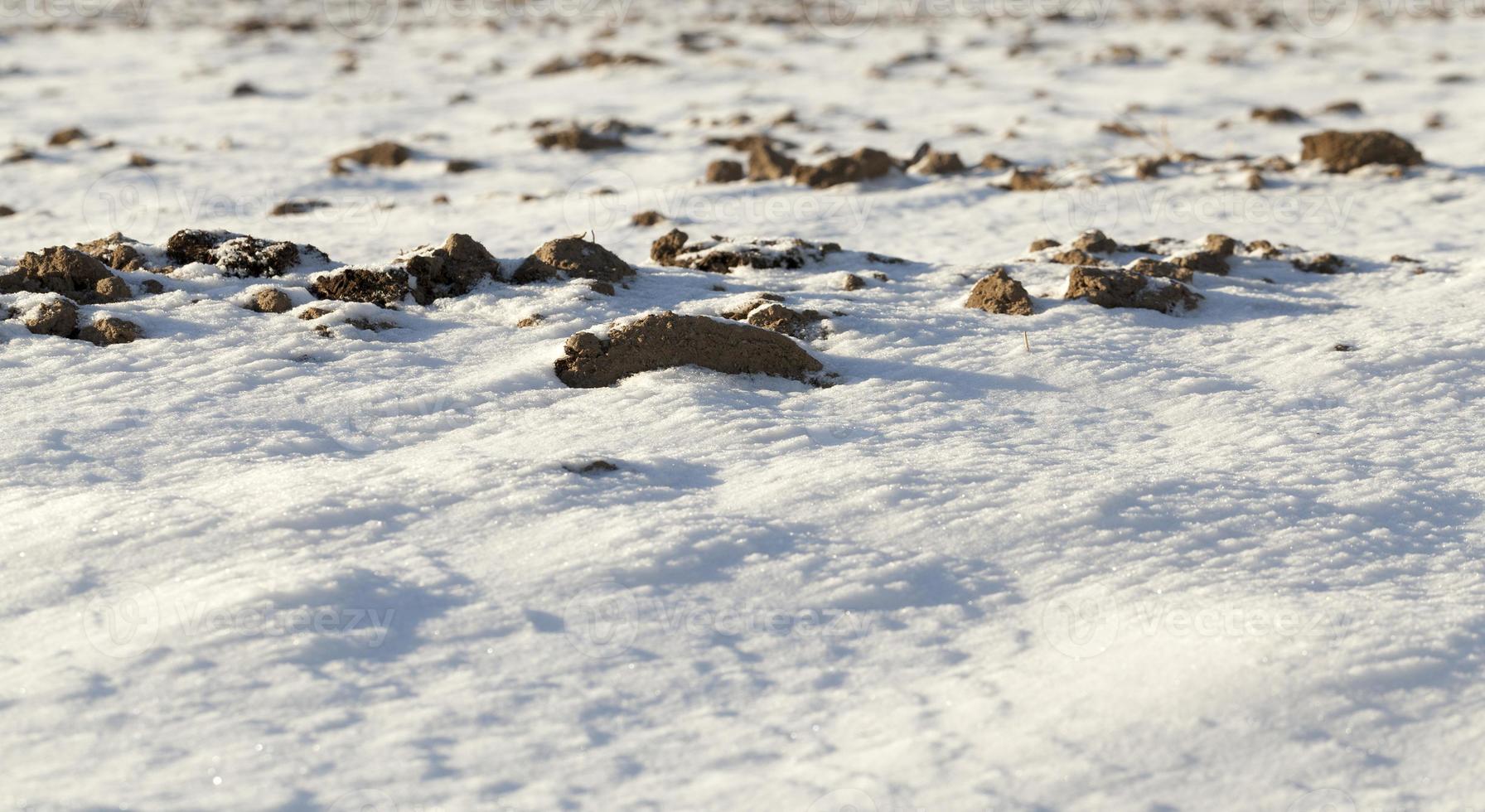 Snow after snowfall photo