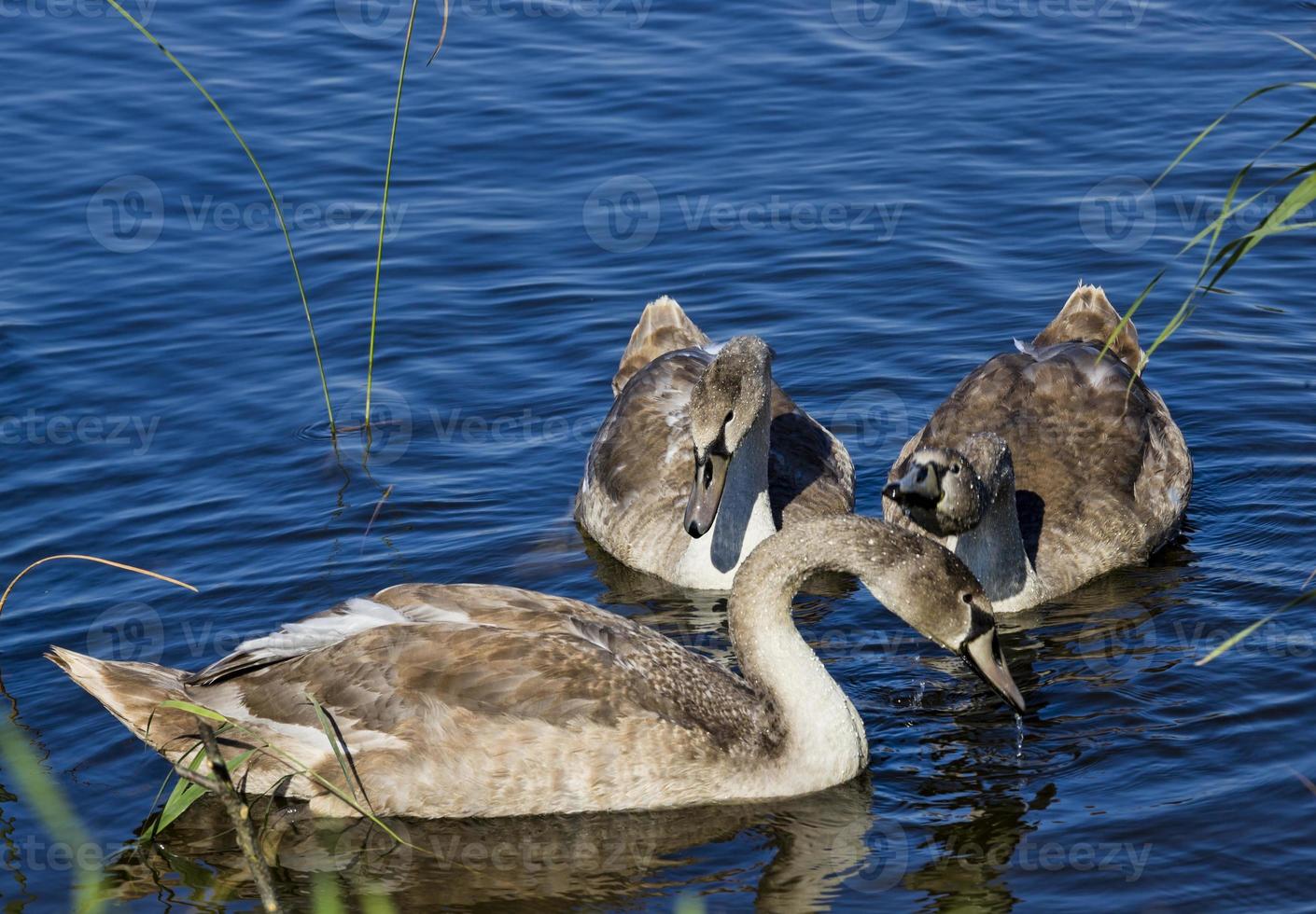 the family of young swans photo