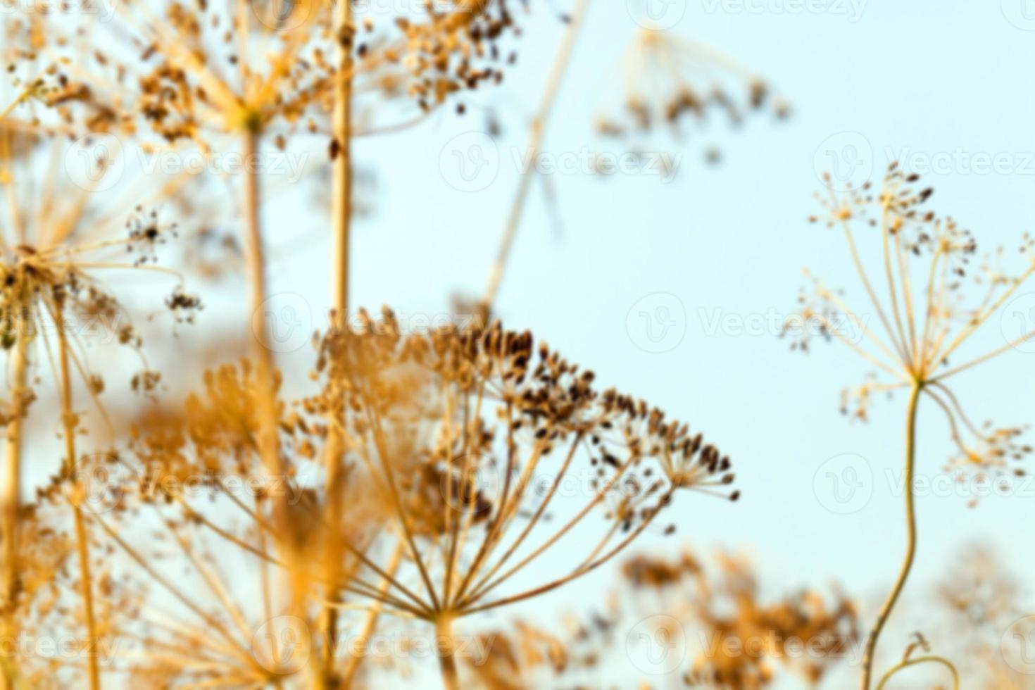 mature dill close-up photo