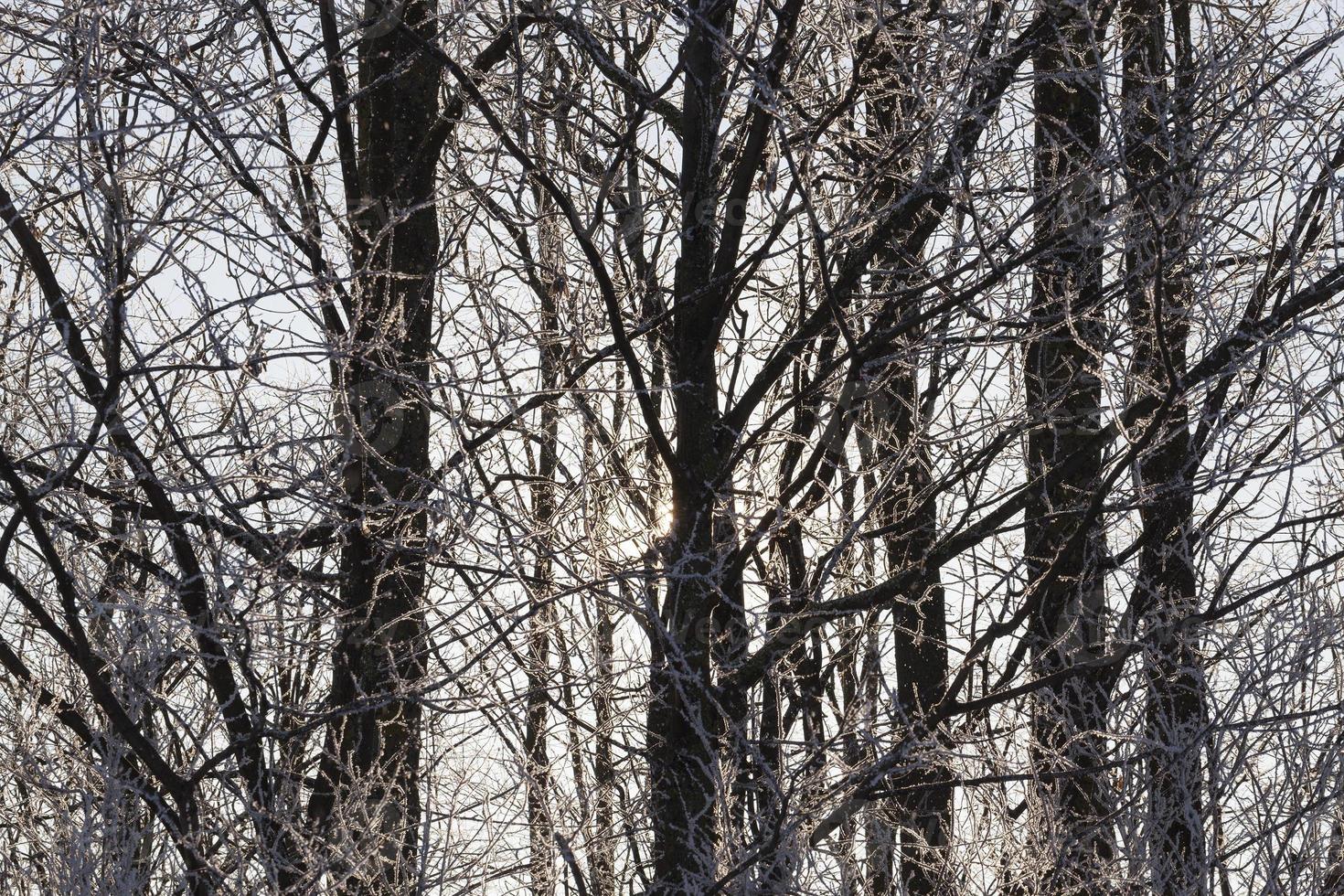 Winter time, close up photo