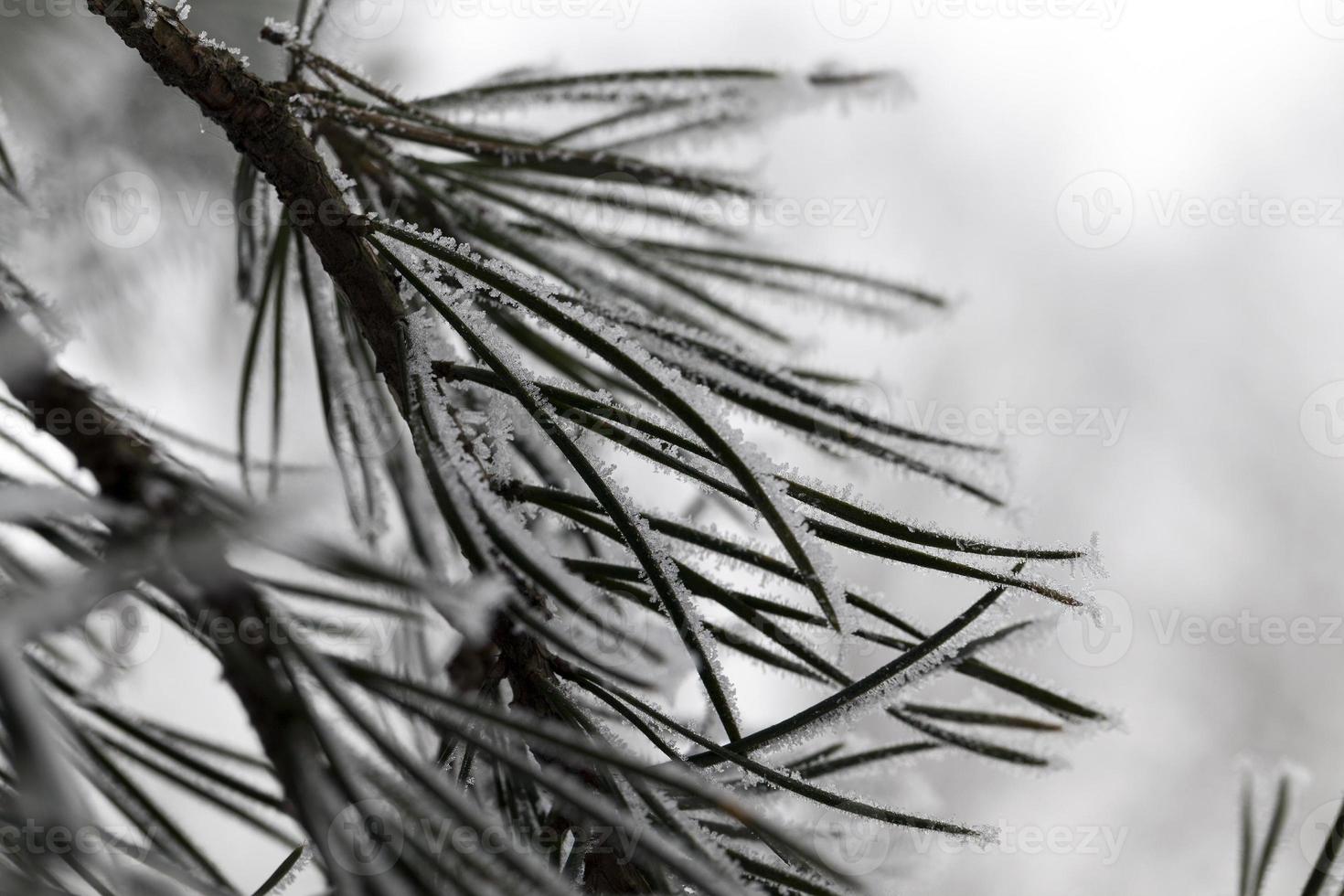 Snow drifts in winter photo