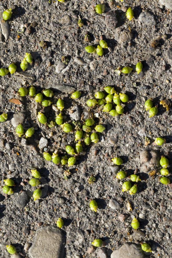 ground wilted fruit photo