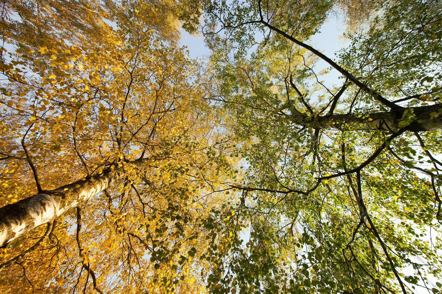 two different types of trees photo