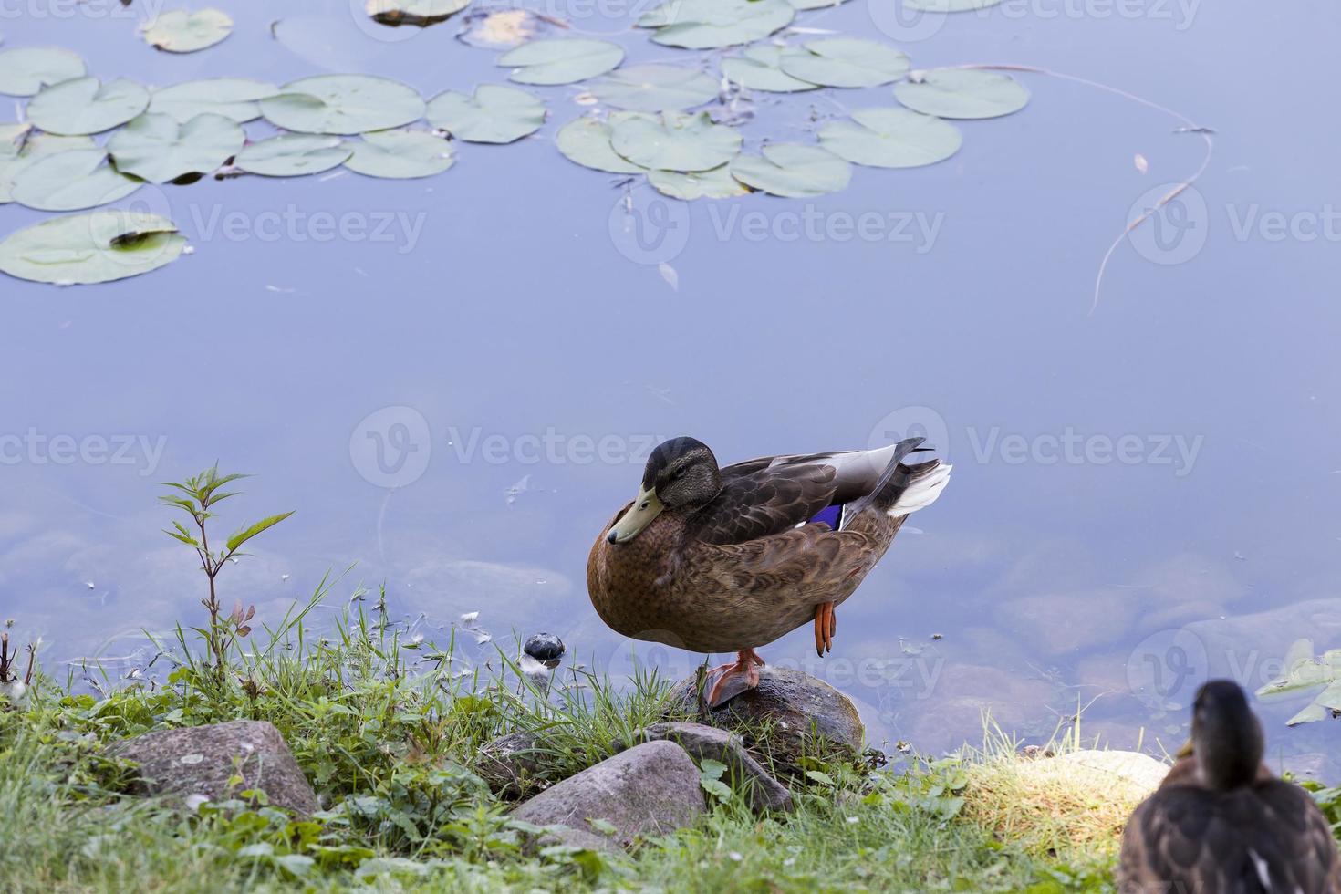 duck on a  lake photo