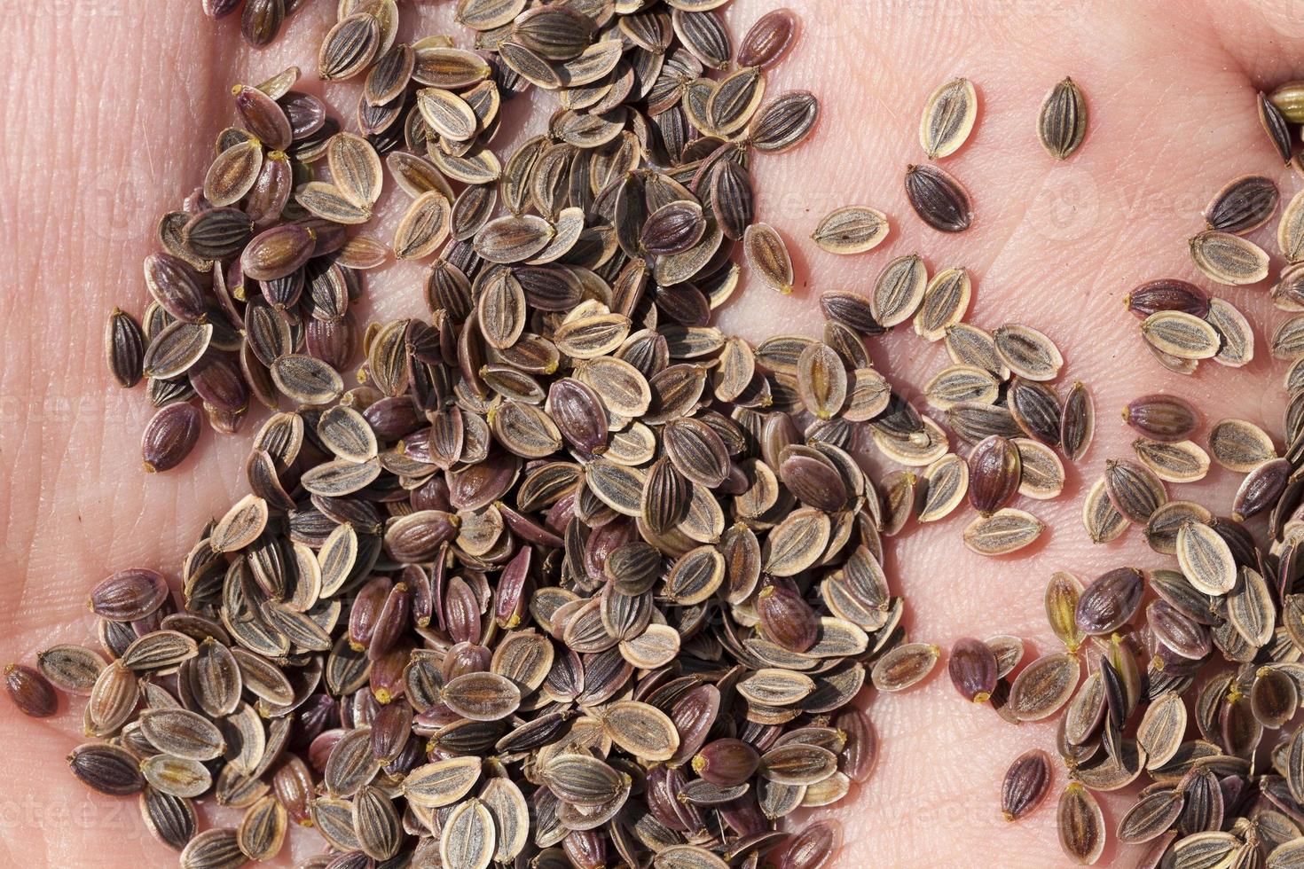 ripe brown dill seeds, close up photo