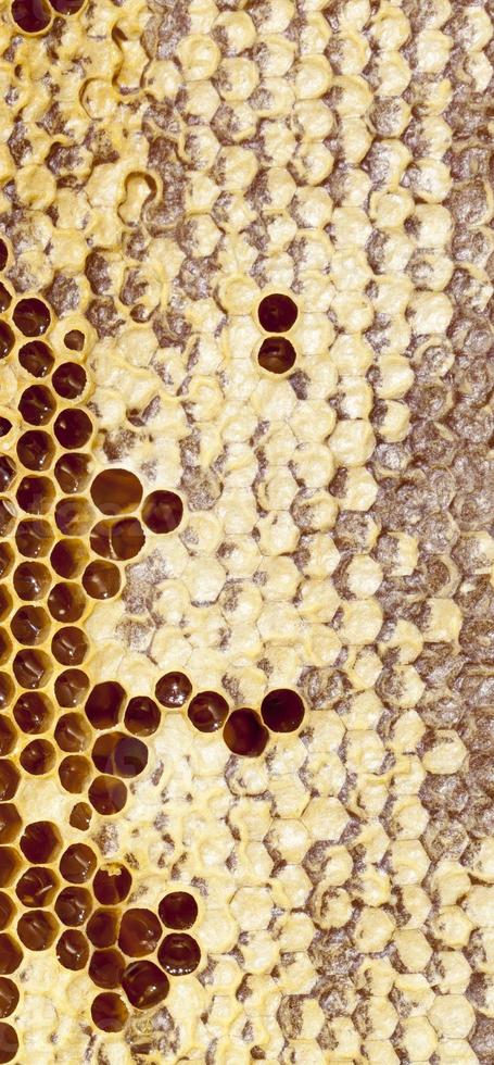 Honeycombs honey, close up photo