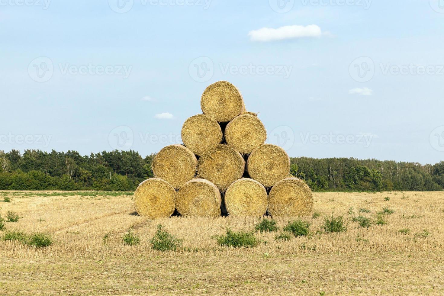 cylindrical stack of straw photo