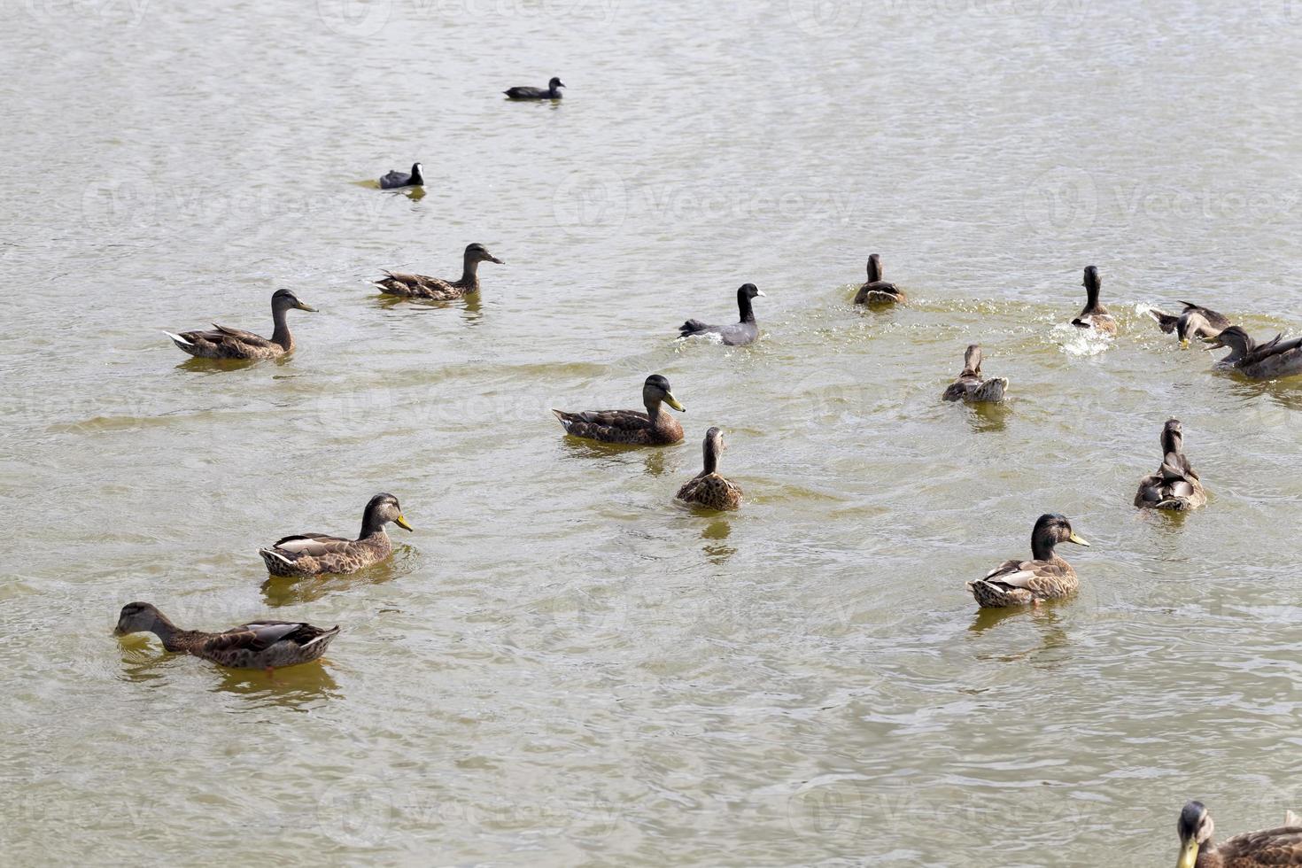 wild small ducks on the territory of lakes photo