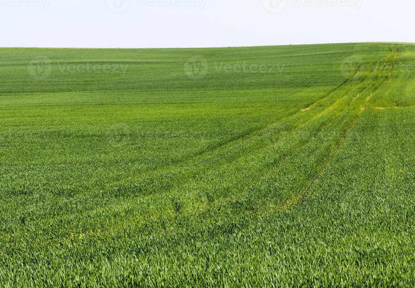 brotes verdes de cereales foto