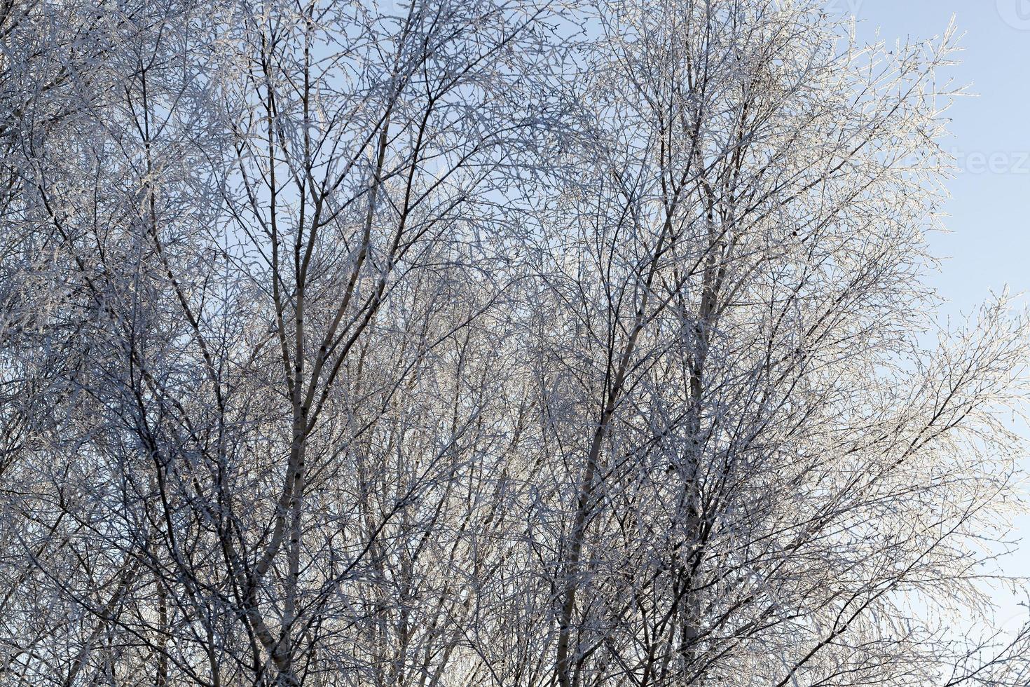 Frost on tree branches photo