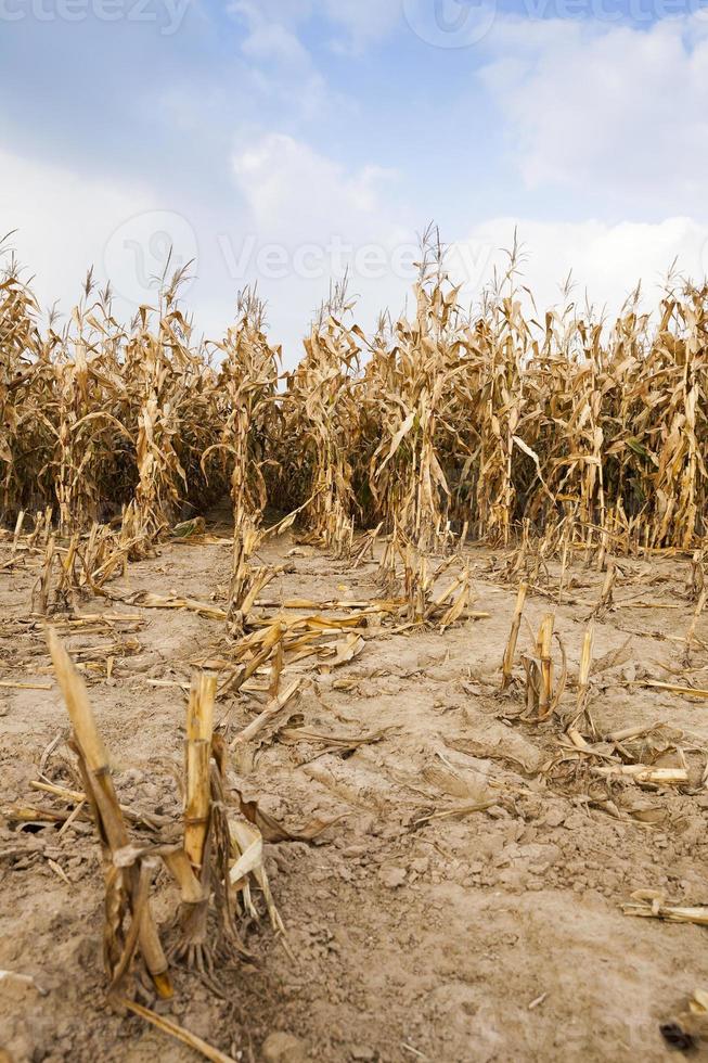 campo agrícola con maíz foto