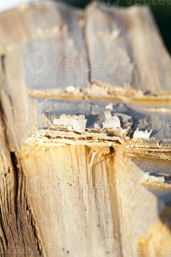 cracked tree trunk 9672802 Stock Photo at Vecteezy