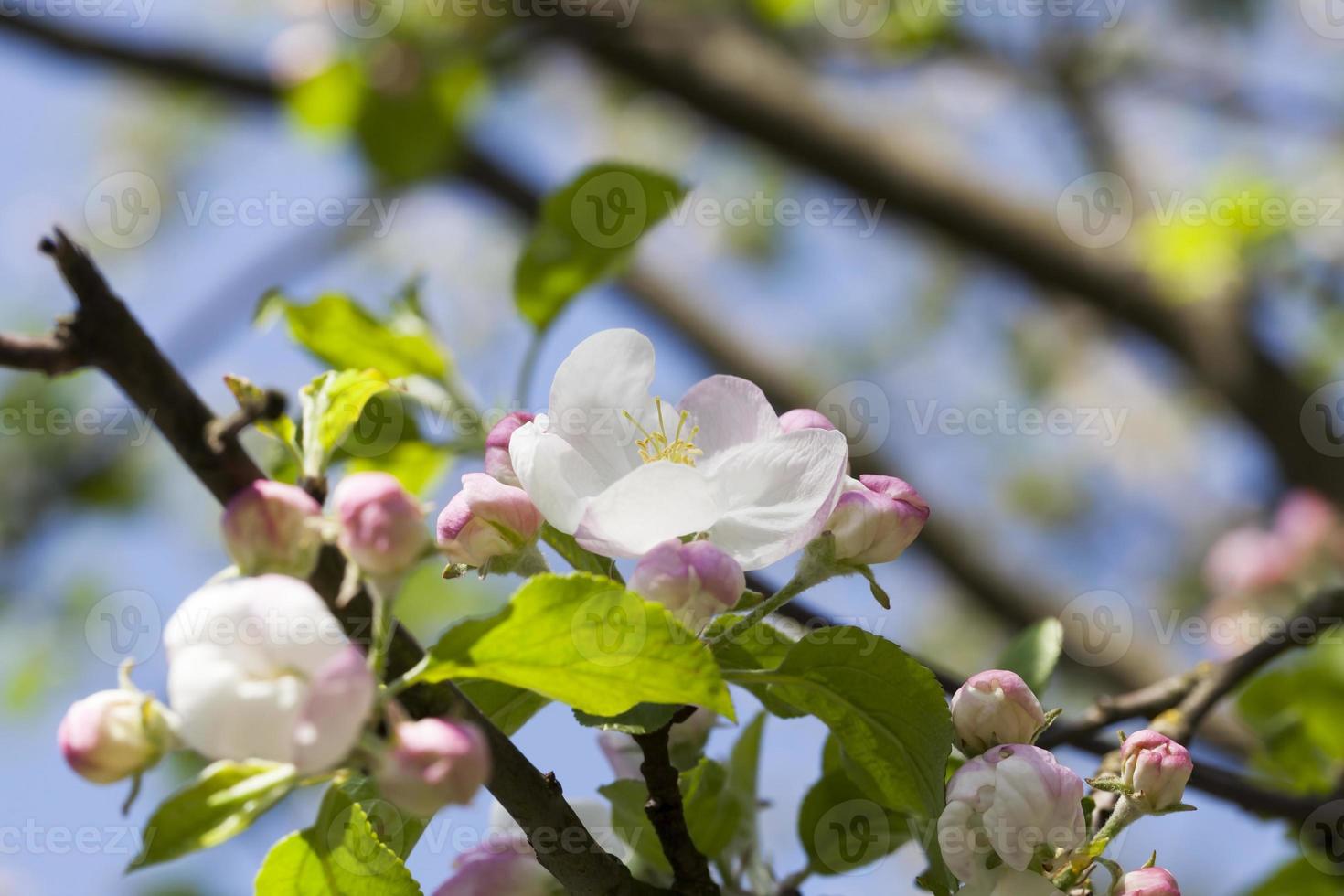 apple fruit tree photo