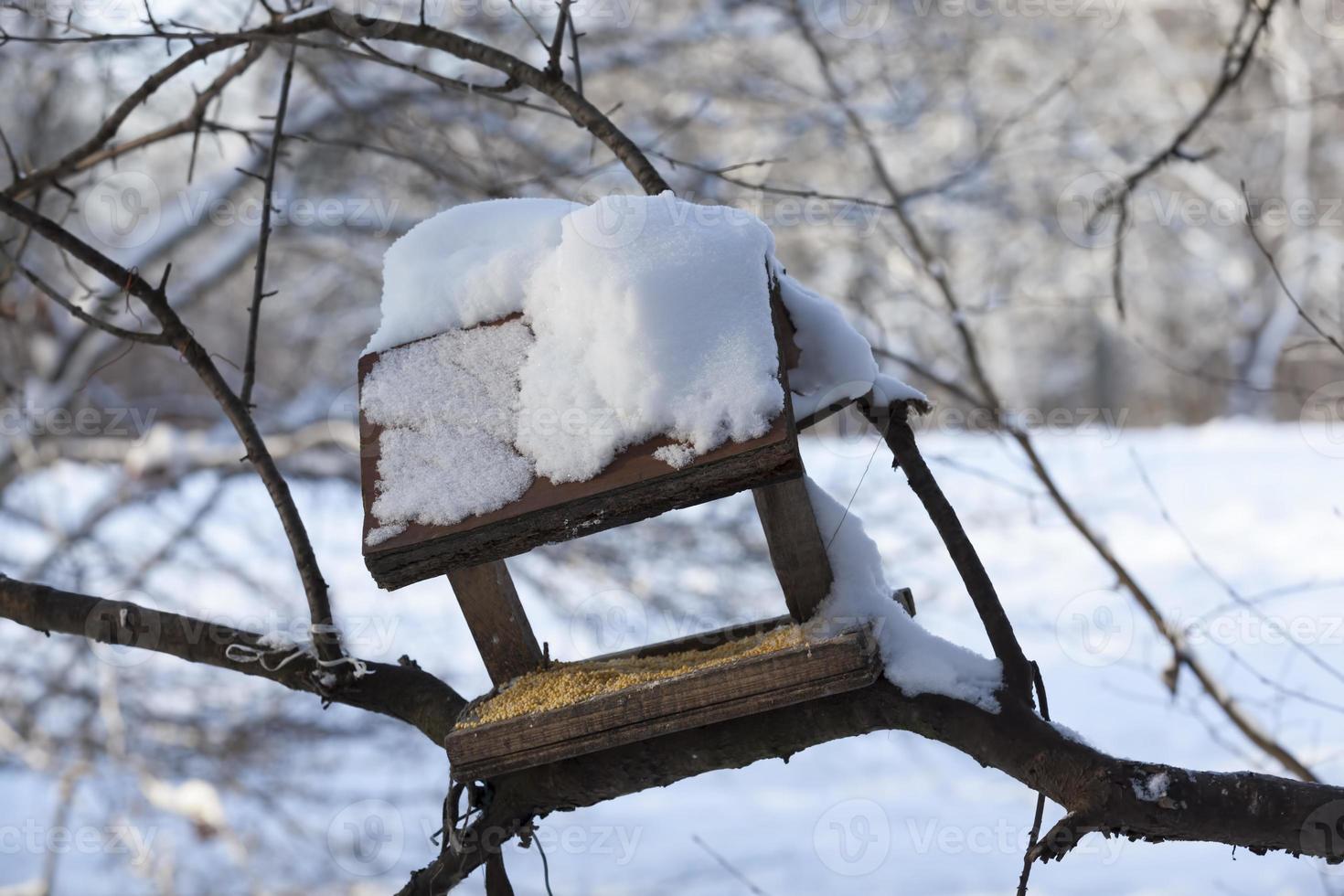 wild chickadee in the winter photo