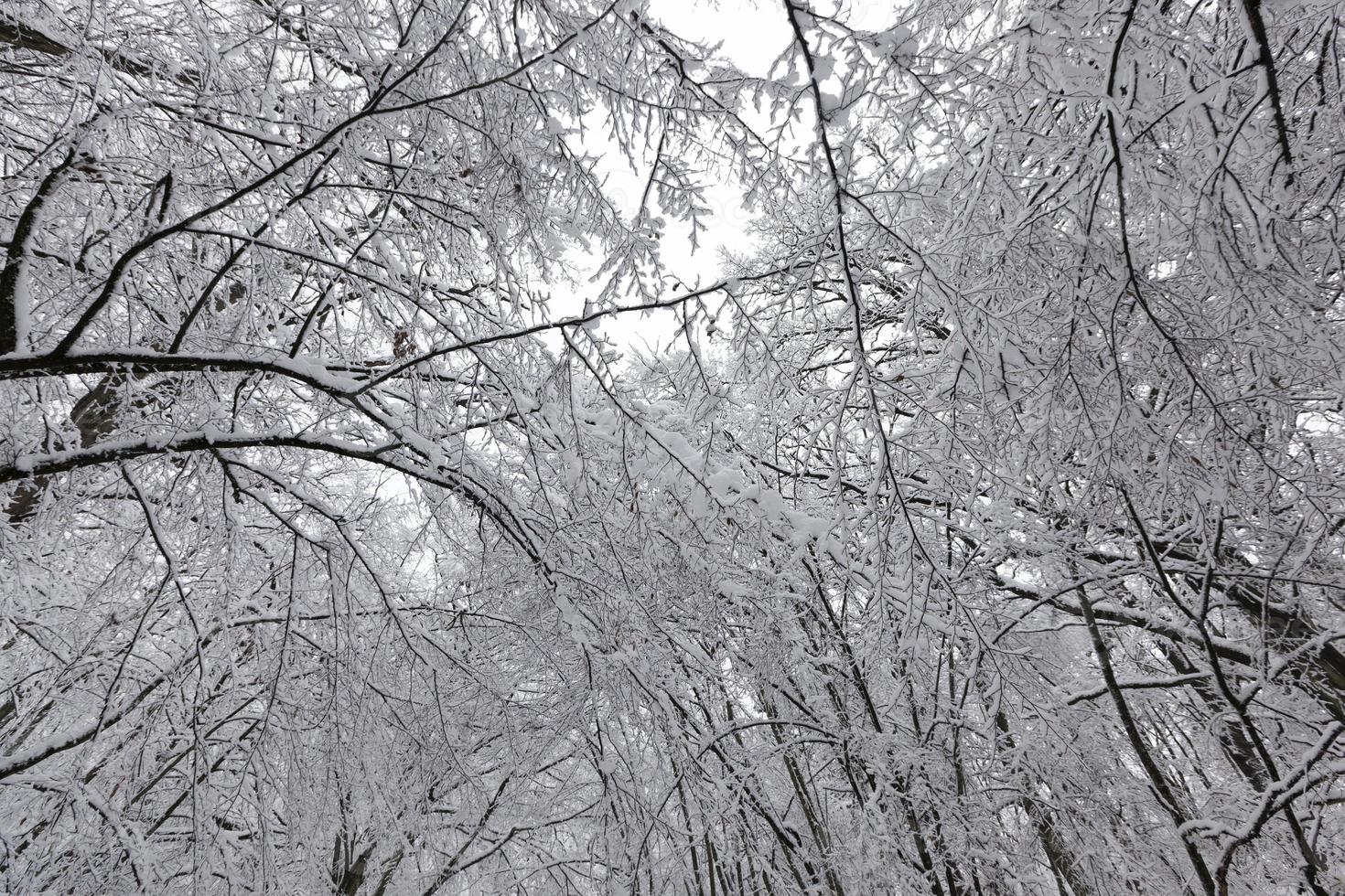 a large number of bare deciduous trees in the winter season photo