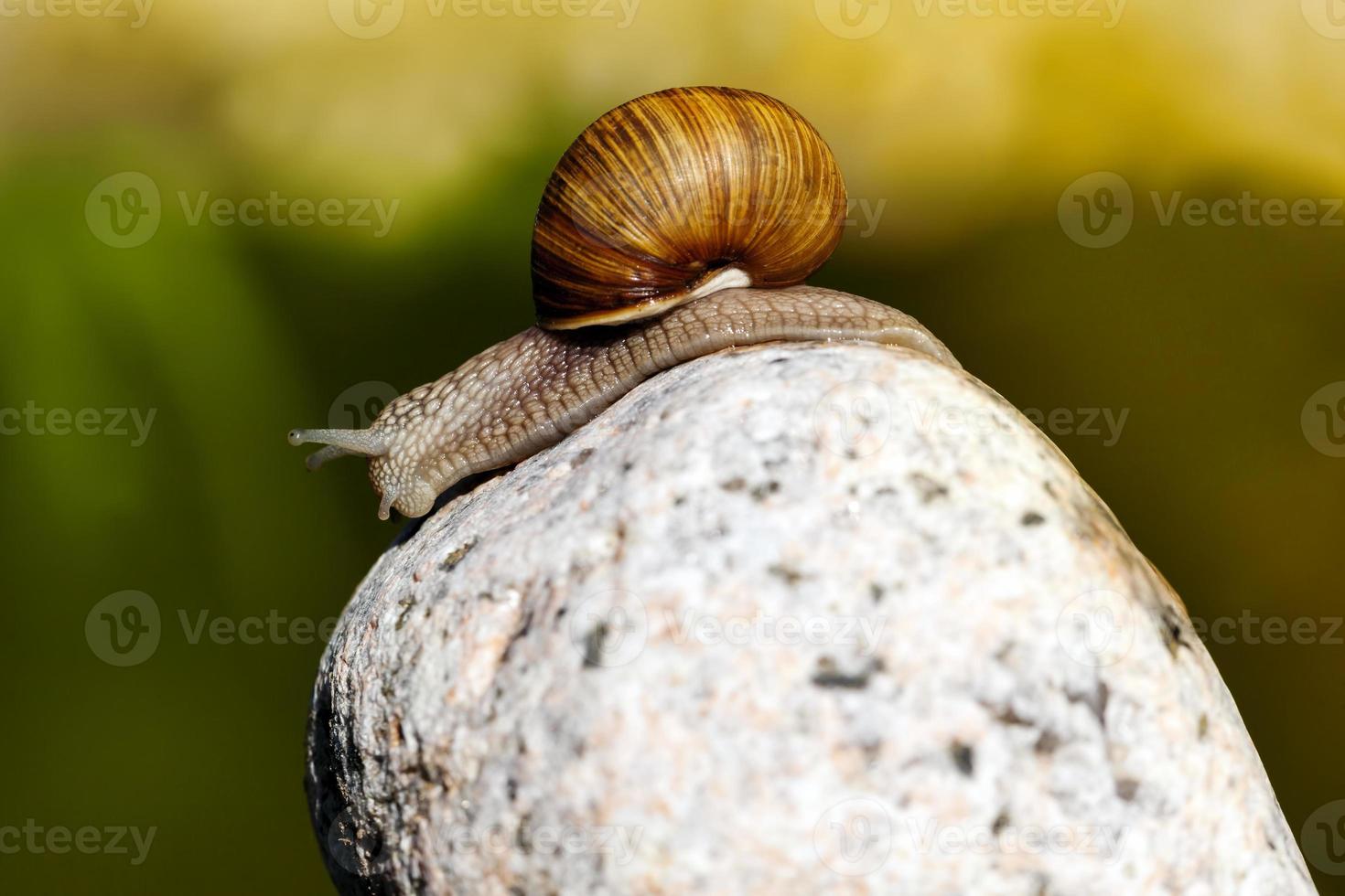 grape snail crawling on its territory photo