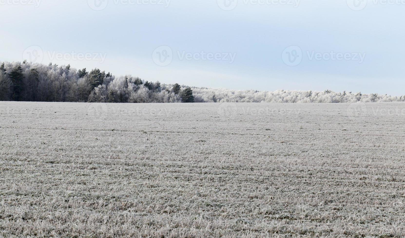 wheat field and forest photo