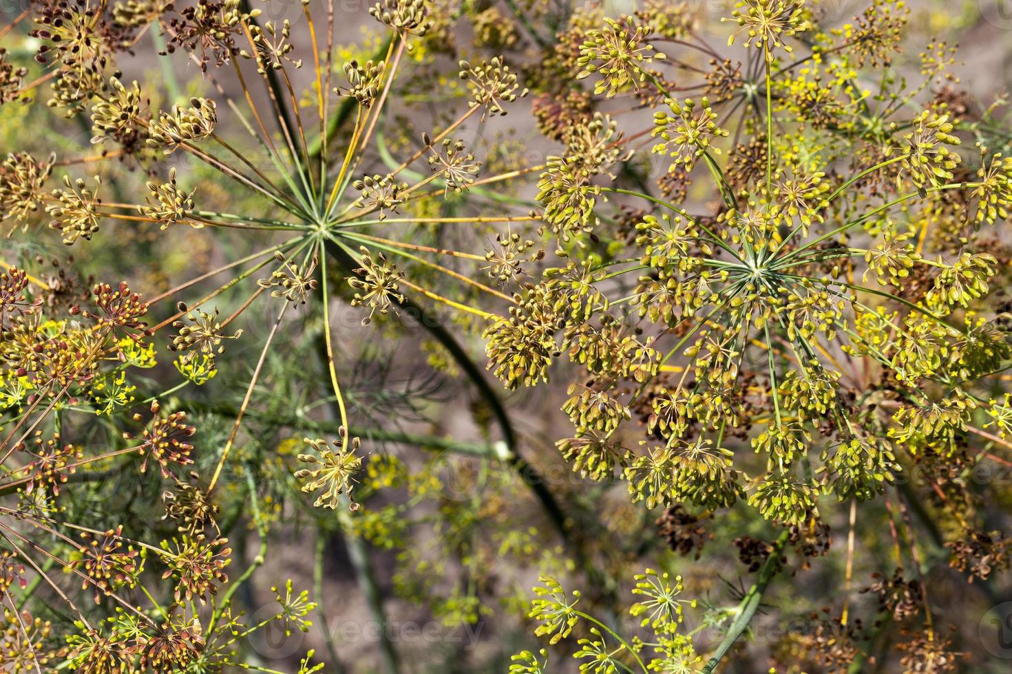 old dill umbrellas 9673433 Stock Photo at Vecteezy