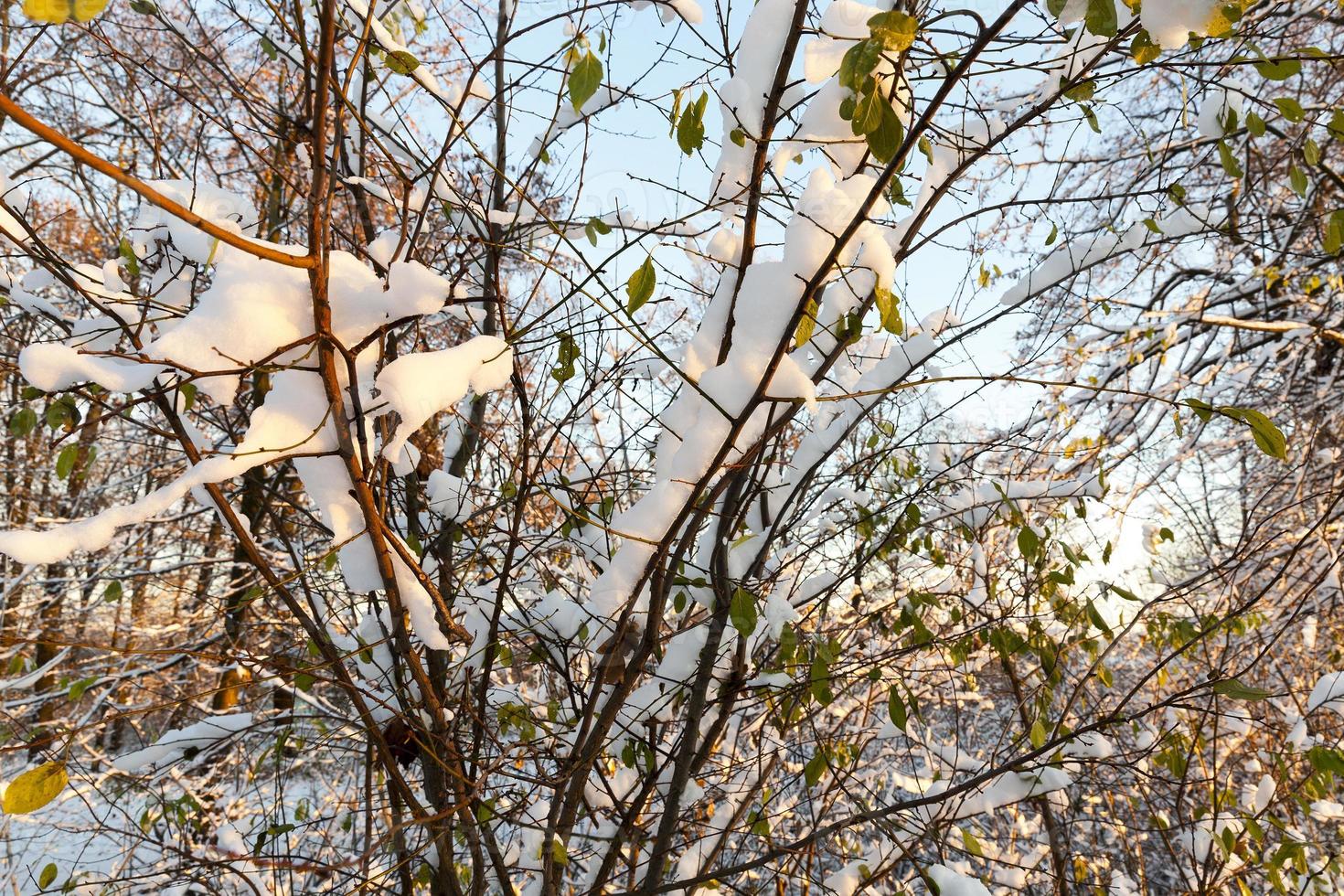 trees in the snow photo