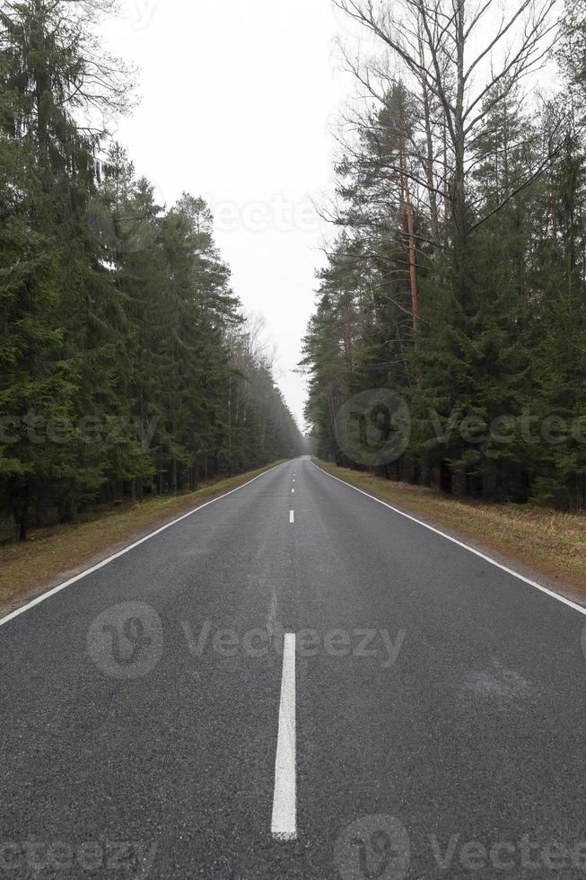 carretera asfaltada, bosque foto