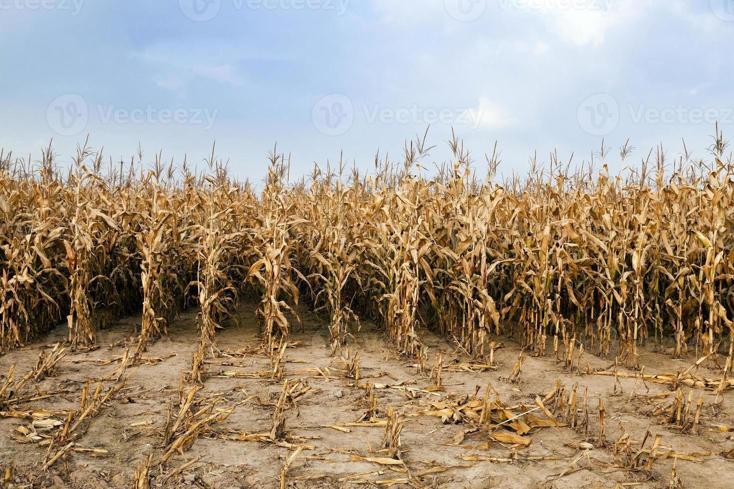 agricultural field with corn photo