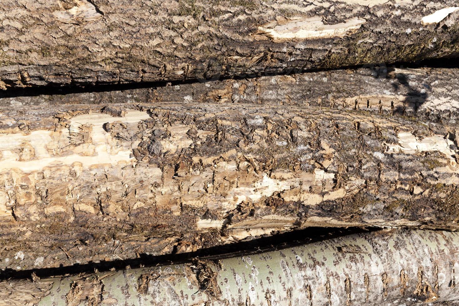 harvesting pine tree trunks in the forest photo