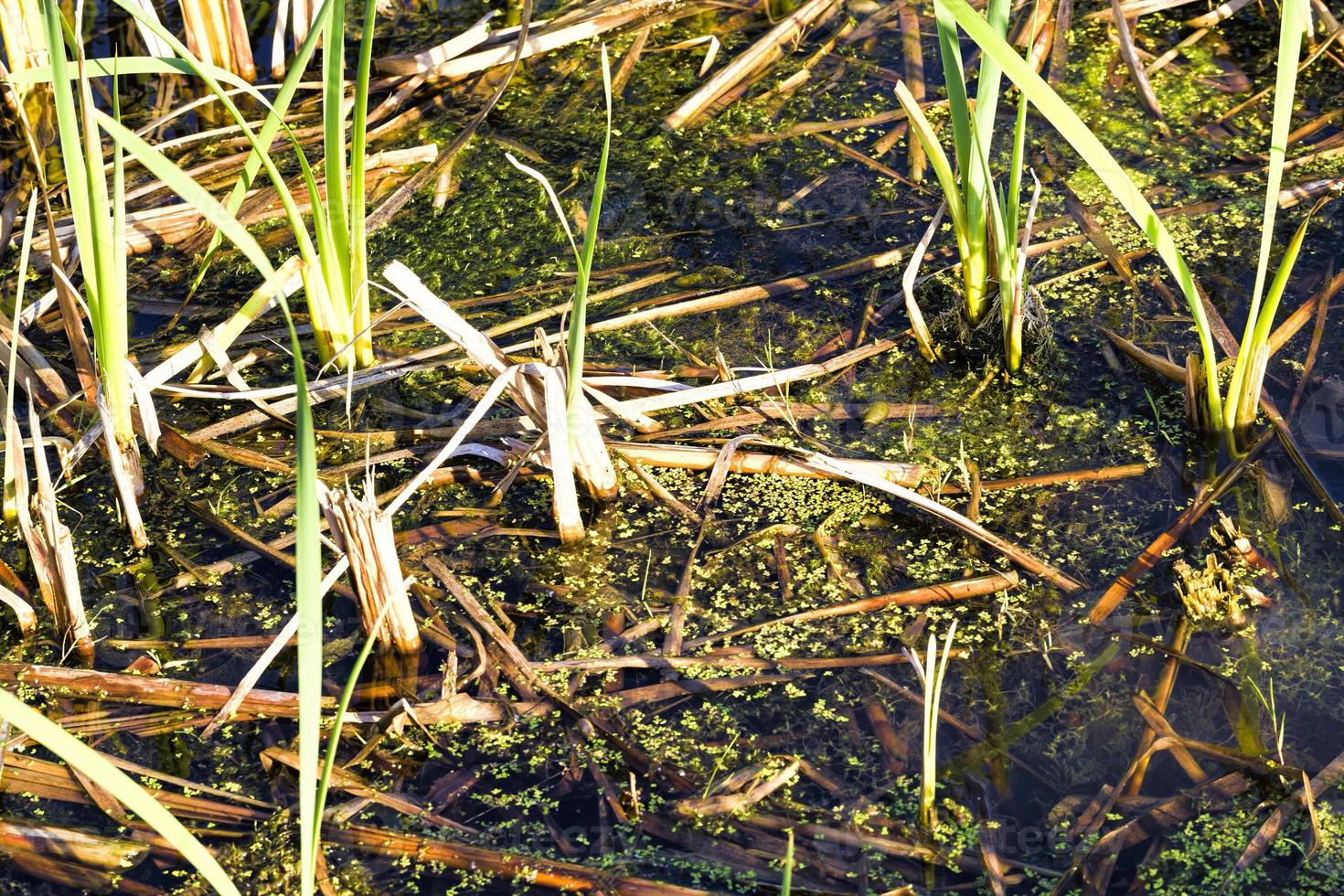 grass out of the water photo