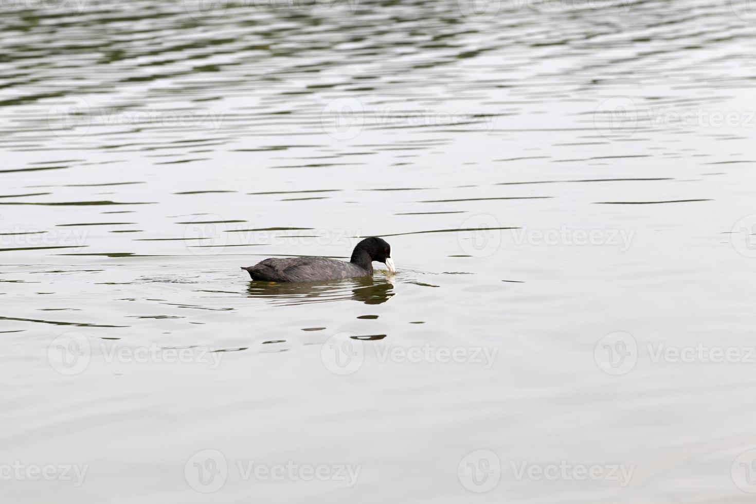 wild ducks during recreation and hunting photo