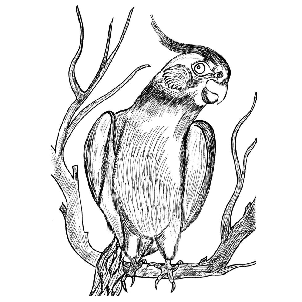 boceto en blanco y negro dibujado a mano de antiguas aves tropicales exóticas loro ilustración vectorial de un objeto aislado vector