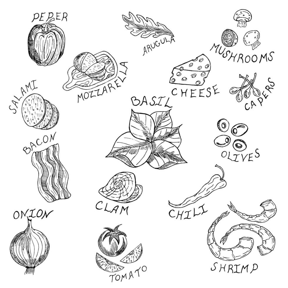 Food ingredients and spices for making pizza. Hand-drawn sketch, mushrooms, tomatoes, seafood, cheese, onion, butter, pepper, salt, basil, olives and delicious Italian pizza on a white background. vector