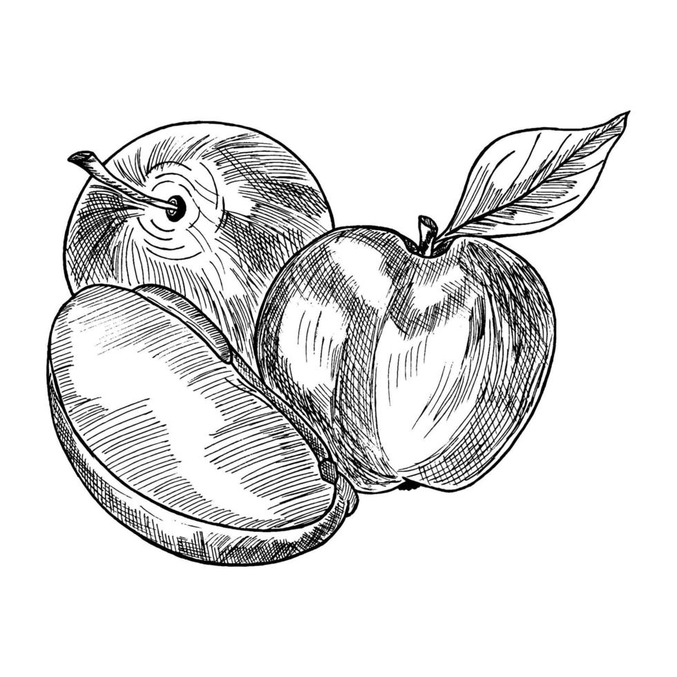 ilustración de vector de fruta de manzana. ilustración de grabado de boceto dibujado a mano de alimentos orgánicos grabados. manzana blanca negra aislada sobre fondo blanco.
