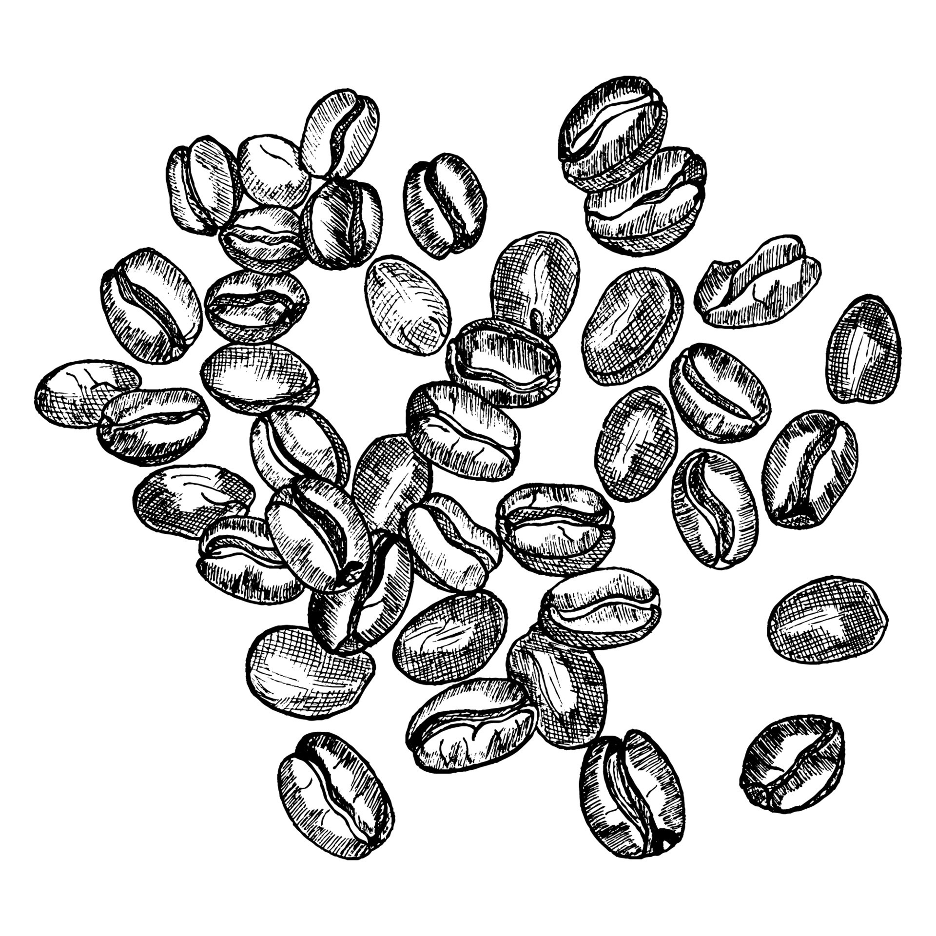 Handmade sketch, natural coffee beans. 9675890 Vector Art at Vecteezy