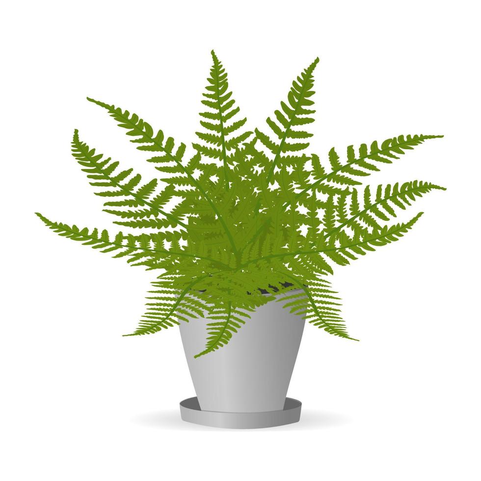 Fern plant leaves in a pot.Vector cartoon illustration vector