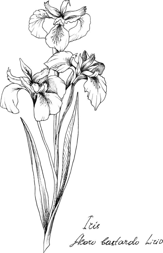 Handdrawn botanical illustration of iris flower. Each element is