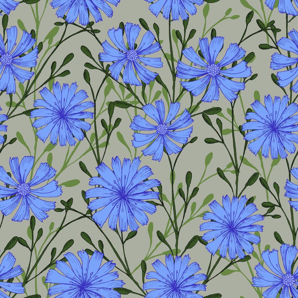Seamless vector pattern with chicory flower in ecologic style. Flowers and herbs isolated on a grey background. Print design for wallpapers, textile, fabric, wrapping gift, ceramic tiles