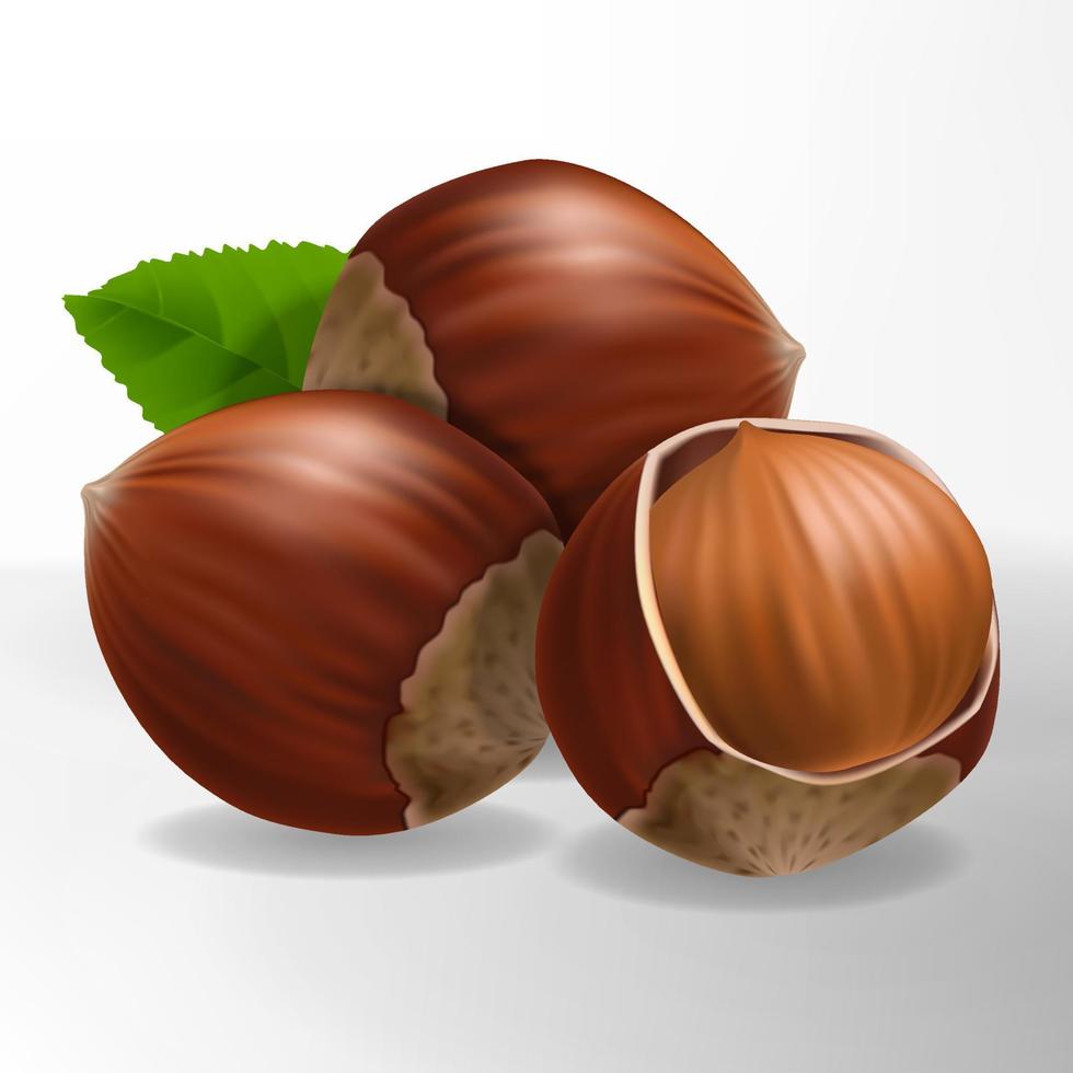 Vector Cracked Hazelnut 3D Illustration with leaf