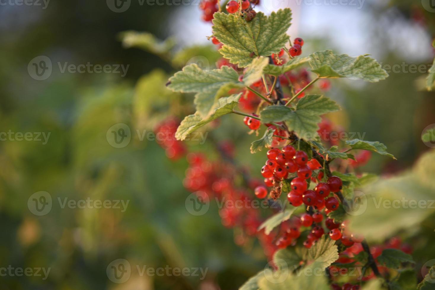 Red currant berries on a bush in the evening in the garden photo