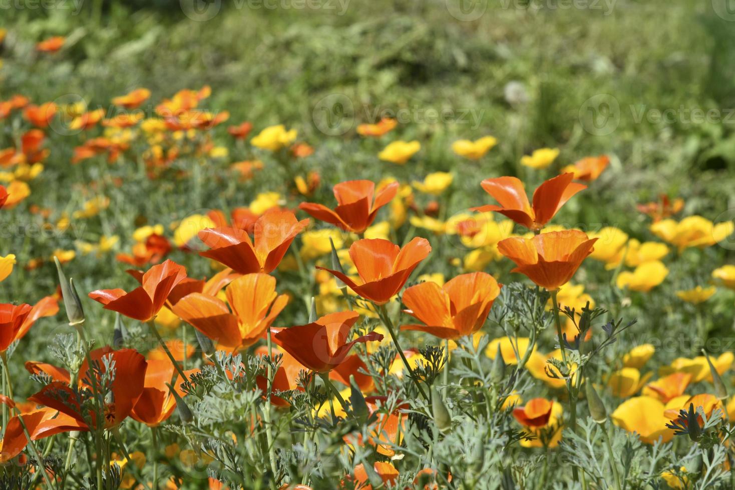Multicolored flowers of the ashsholtsia in the greenery in the summer garden photo