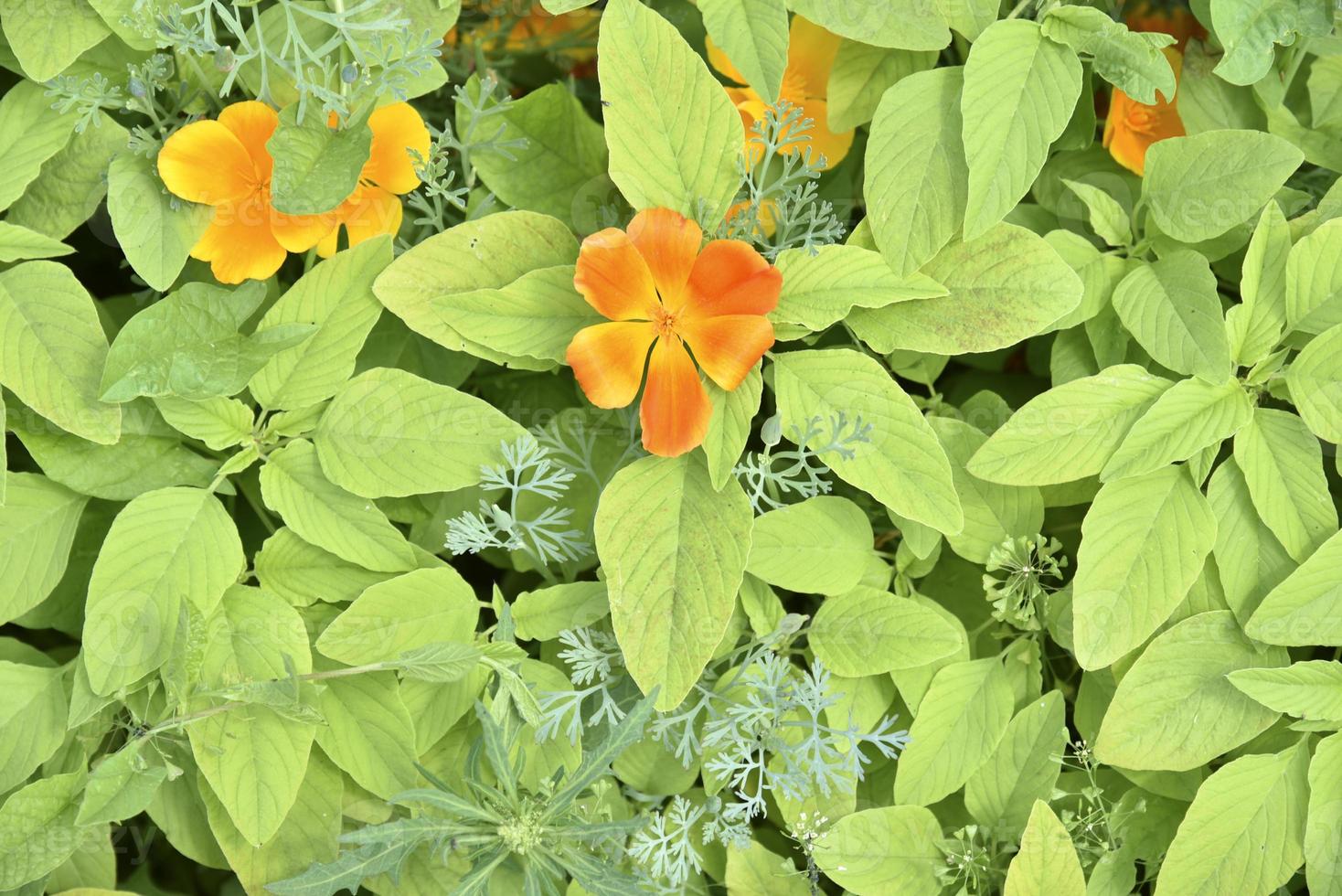 Multicolored flowers of the ashsholtsia in the greenery in the summer garden photo