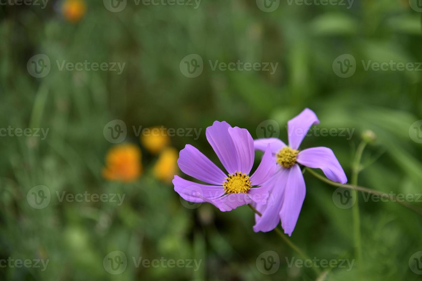 Purple cosmea flower in the summer garden photo