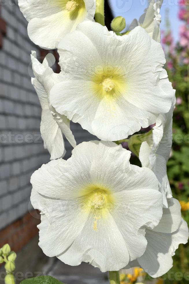 White and yellow mallow flowers in a colorful summer garden. Multicolored mallow flowers close-up. photo