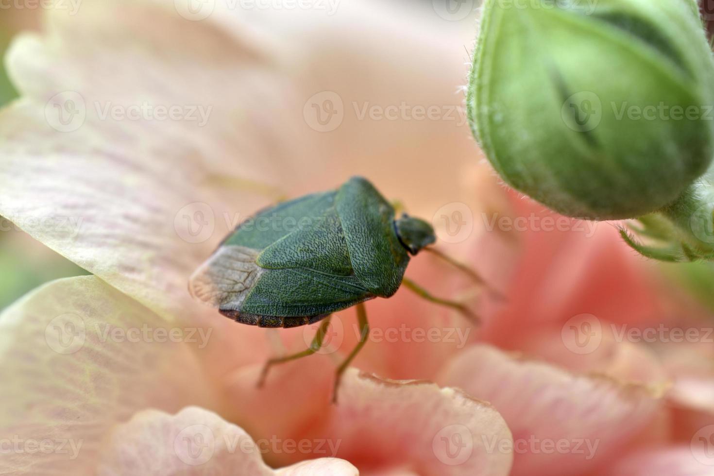 Shield green woody Palomena prasina on a pink flower photo