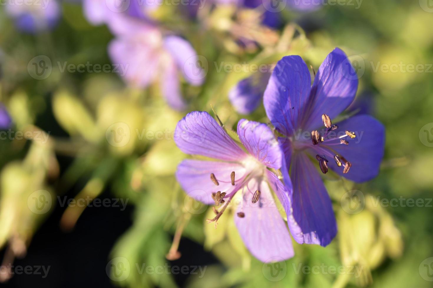 Purple flowers of meadow Geranium close-up. Geranium pratense. photo