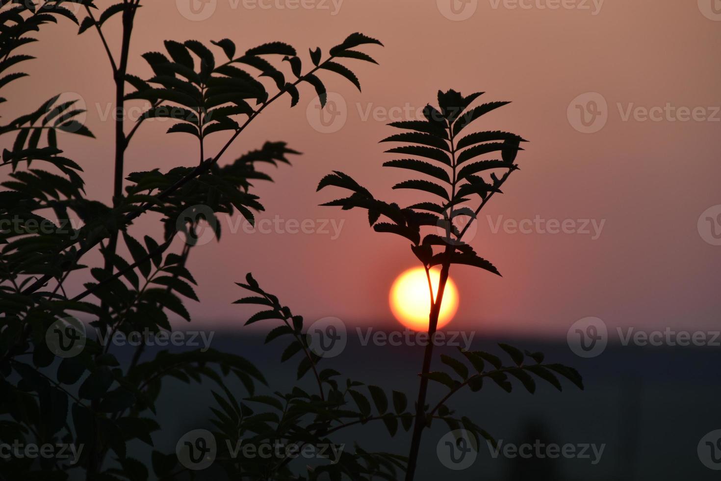 la bola roja del sol en el horizonte de la puesta de sol por la noche y las ramas de los árboles. foto